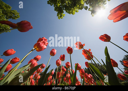 Niedrigen Winkel Ansicht der Tulpen Stockfoto