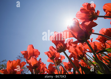 Niedrigen Winkel Ansicht der Tulpen Stockfoto