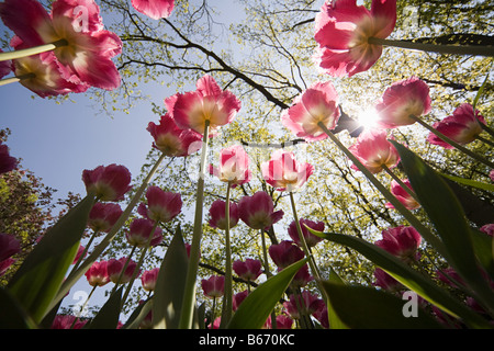 Niedrigen Winkel Ansicht der Tulpen Stockfoto