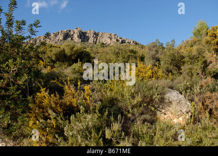 Ginster auf Hügel unter Bergrücken in der Nähe von Marina Baixa, Provinz Alicante, Comunidad Valenciana, Tarbena, Spanien Stockfoto