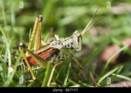 Cricket in der Wiese Stockfoto