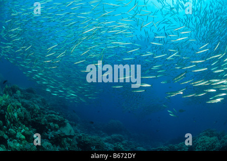 Gelbschwanz-Barrakudas größten Flavicauda Abu Dabab-Marsa Alam Rotes Meer-Ägypten Stockfoto