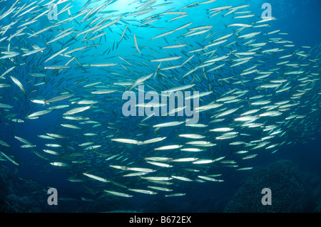 Gelbschwanz-Barrakudas größten Flavicauda Abu Dabab-Marsa Alam Rotes Meer-Ägypten Stockfoto