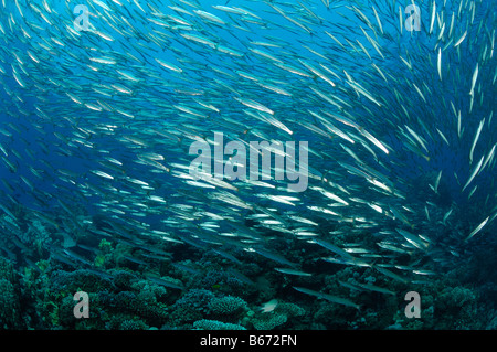 Gelbschwanz-Barrakudas größten Flavicauda Abu Dabab-Marsa Alam Rotes Meer-Ägypten Stockfoto