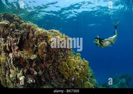 Skin Diver über Korallenriff Marsa Alam Rotes Meer Ägypten Stockfoto