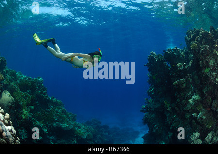 Skin Diver über Korallenriff Marsa Alam Rotes Meer Ägypten Stockfoto