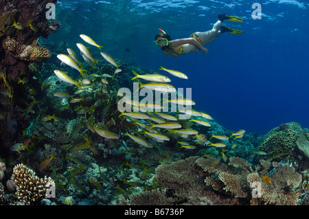 Yellowfin Goatfishes und Skin Diver Mulloidichthys guentheri Marsa Alam Rotes Meer Ägypten Stockfoto