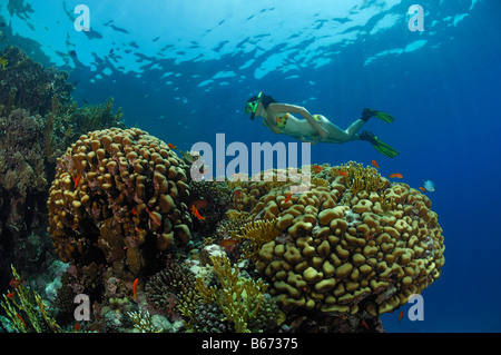 Skin Diver über Korallenriff Marsa Alam Rotes Meer Ägypten Stockfoto