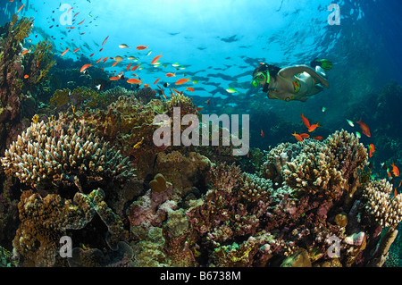 Skin Diver über Korallenriff Marsa Alam Rotes Meer Ägypten Stockfoto