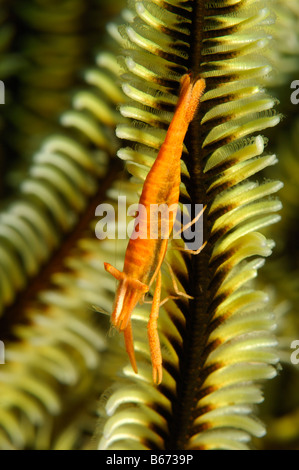 Peitschenkorallen Kommensale Garnelen Periclimenes Amboinensis Alor kleinen Sunda-Inseln Indo Pacific Indonesien Stockfoto