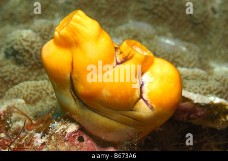 Yellow Sea Squirt Polycarpa Aurata Alor kleinen Sunda-Inseln Indo Pacific Indonesien Stockfoto