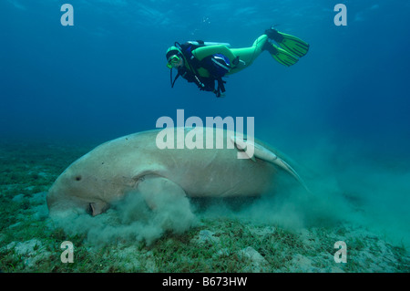 Dugon und Taucher Dugong Dugon Abu Dabab-Marsa Alam Rotes Meer-Ägypten Stockfoto