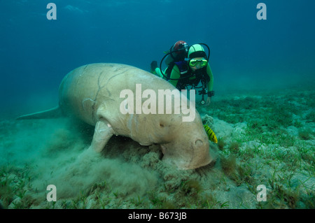 Dugon und Taucher Dugong Dugon Abu Dabab-Marsa Alam Rotes Meer-Ägypten Stockfoto