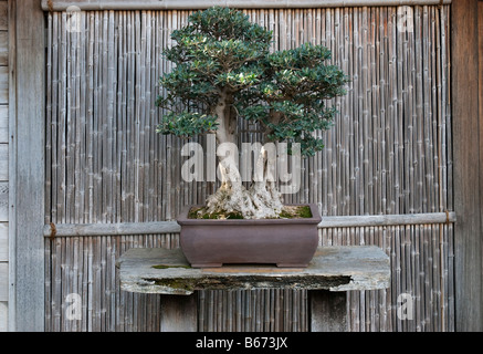 Olivenbaum (Olea Europaea) als Bonsai gezüchtet. Bei Huntington Botanical Gardens, Santa Monica, USA Stockfoto