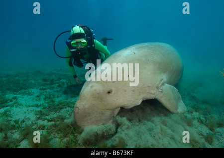 Dugon und Taucher Dugong Dugon Abu Dabab-Marsa Alam Rotes Meer-Ägypten Stockfoto