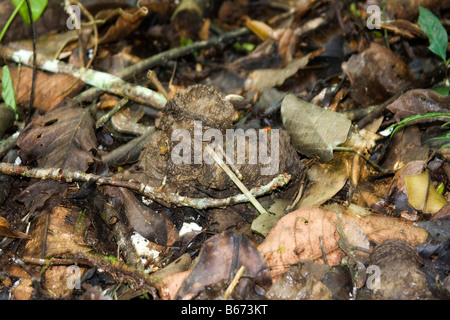 Erde-Wurm auf Boden in den Amazonas-Regenwald. Horizontale 70774 Ecuador Stockfoto