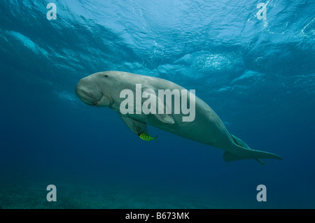 Dugon schwimmen Dugong Dugon Abu Dabab-Marsa Alam Rotes Meer-Ägypten Stockfoto