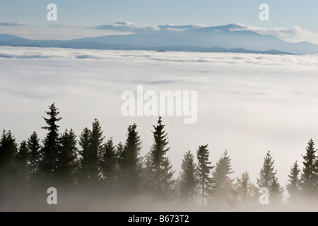 Wald in den Wolken, hohe Tatra, Slowakei, Europa Westkarpaten. Stockfoto