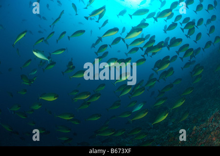 Schlanke Unicornfishes Naso Hexacanthus Alor kleinen Sunda-Inseln Indo Pacific Indonesien Stockfoto