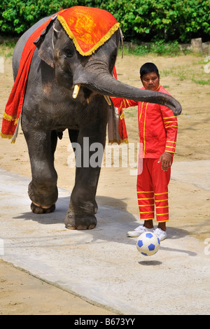 Elefant, Fußball spielen, Samut Prakan Crocodile Farm und Zoo, Thailand Stockfoto