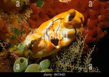 Goldene Seescheide Polycarpa Aurata Alor kleinen Sunda-Inseln Indo Pacific Indonesien Stockfoto