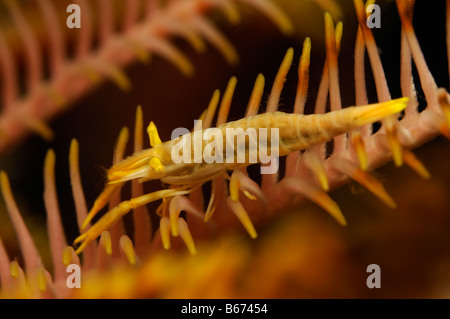 Peitschenkorallen Kommensale Garnelen Periclimenes Amboinensis Alor kleinen Sunda-Inseln Indo Pacific Indonesien Stockfoto