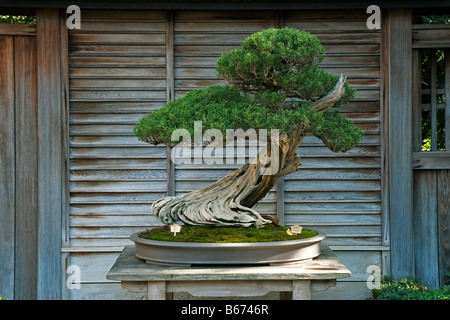 California Wacholder (Juniperus Californica) als Bonsai gezüchtet. Bei Huntington Botanical Gardens, Santa Monica, USA Stockfoto