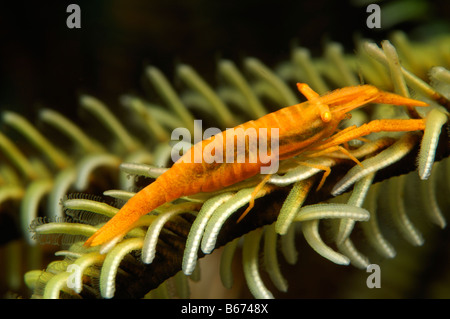 Peitschenkorallen Kommensale Garnelen Periclimenes Amboinensis Alor kleinen Sunda-Inseln Indo Pacific Indonesien Stockfoto