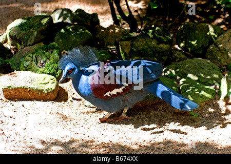 Blau-gekrönte Taube Stockfoto