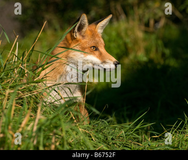 Eine Rotfuchs Vulpes Vulpes spähen aus hinter einer bank Stockfoto