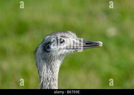 Porträt eines Straußes in einem Wildlife-center Stockfoto