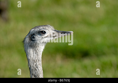 Porträt eines Straußes in einem Wildlife-center Stockfoto