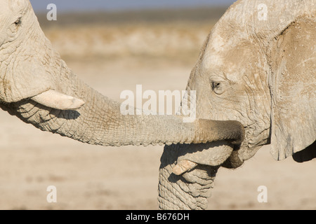 Wüste, Elefanten Kuh und ihr Kalb in liebevolle Anzeige, Etosha Nationalpark Stockfoto