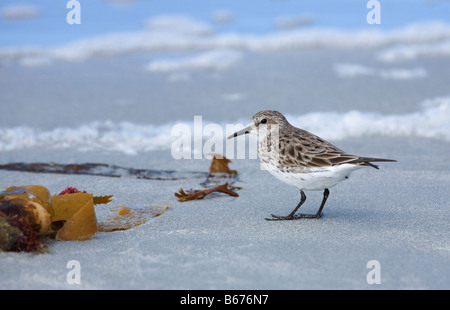 Weiße Psephotus Sandpiper Stockfoto
