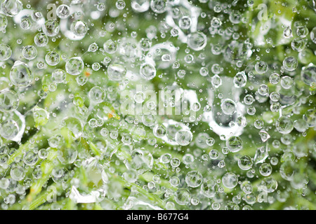 Nahaufnahme von Tau auf einem Spinnen-Netz Stockfoto