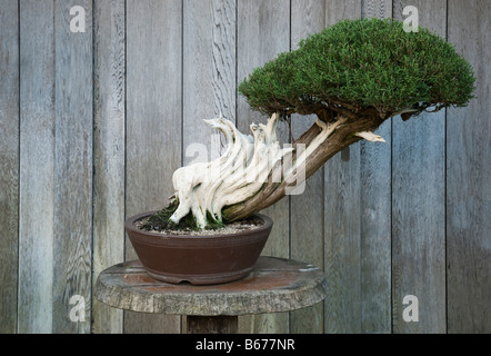 California Wacholder (Juniperus Californica) als Bonsai gezüchtet. Bei Huntington Botanical Gardens, Santa Monica, USA Stockfoto