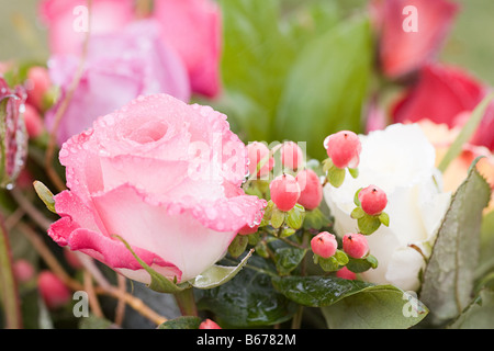 Wassertropfen auf eine rosa rose Stockfoto