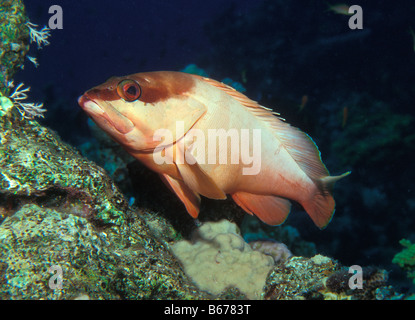 Schwarze Spitze Zackenbarsch Epinephelus Fasciatus Sinai Shark Bay-Rotes Meer-Ägypten Stockfoto