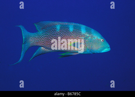 Lyretail Zackenbarsch Variola Louti Sinai Shark Bay-Rotes Meer-Ägypten Stockfoto