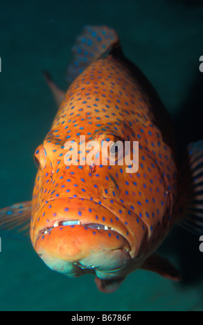 Leoparden Zackenbarsch Plectopomus Pessuliferus vor Sinai Shark Bay-Rotes Meer-Ägypten Stockfoto