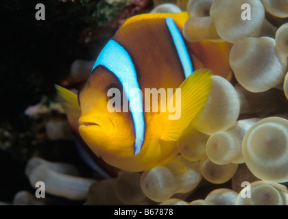 Zwei gebändert Anemonefish Amphiprion Bicinctus Sinai Shark Bay-Rotes Meer-Ägypten Stockfoto