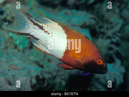 Lyretail Hogfish Bodianus Anthioides Sinai Shark Bay-Rotes Meer-Ägypten Stockfoto