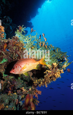 Lange jawed Squirrelfish Sargocentron Spiniferum Sinai-Ras-Mohammed-Rotes Meer-Ägypten Stockfoto