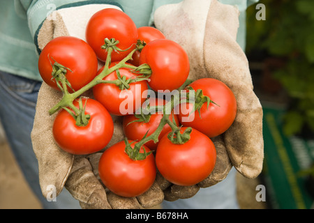 Frau halten frische Tomaten Stockfoto