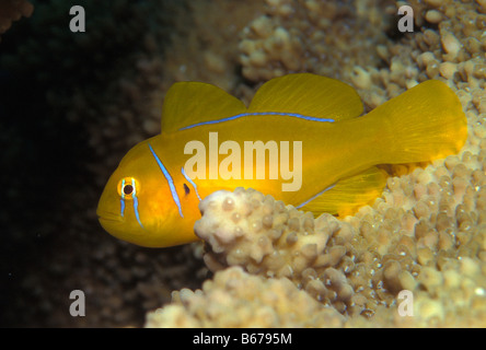 Citron Grundel Gobiodon Citrinus Marsa Alam Rotes Meer Ägypten Stockfoto