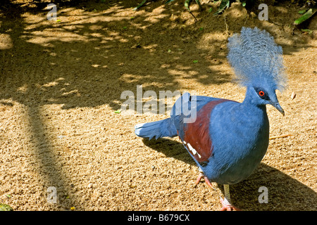 Blau-gekrönte Taube Stockfoto