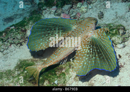 Fliegen Gurnard Dactylopterus Volitans Kas Mittelmeer Türkei Stockfoto