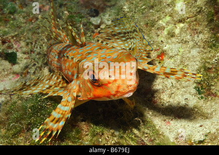 Fliegen Gurnard Dactylopterus Volitans Kas Mittelmeer Türkei Stockfoto