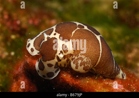 Leopard Schnecke Peltodoris Atromaculata Kas Mittelmeer Türkei Stockfoto