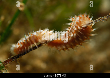 Borste Feuer Wurm Hermodice Carunculata Kas Mittelmeer Türkei Stockfoto